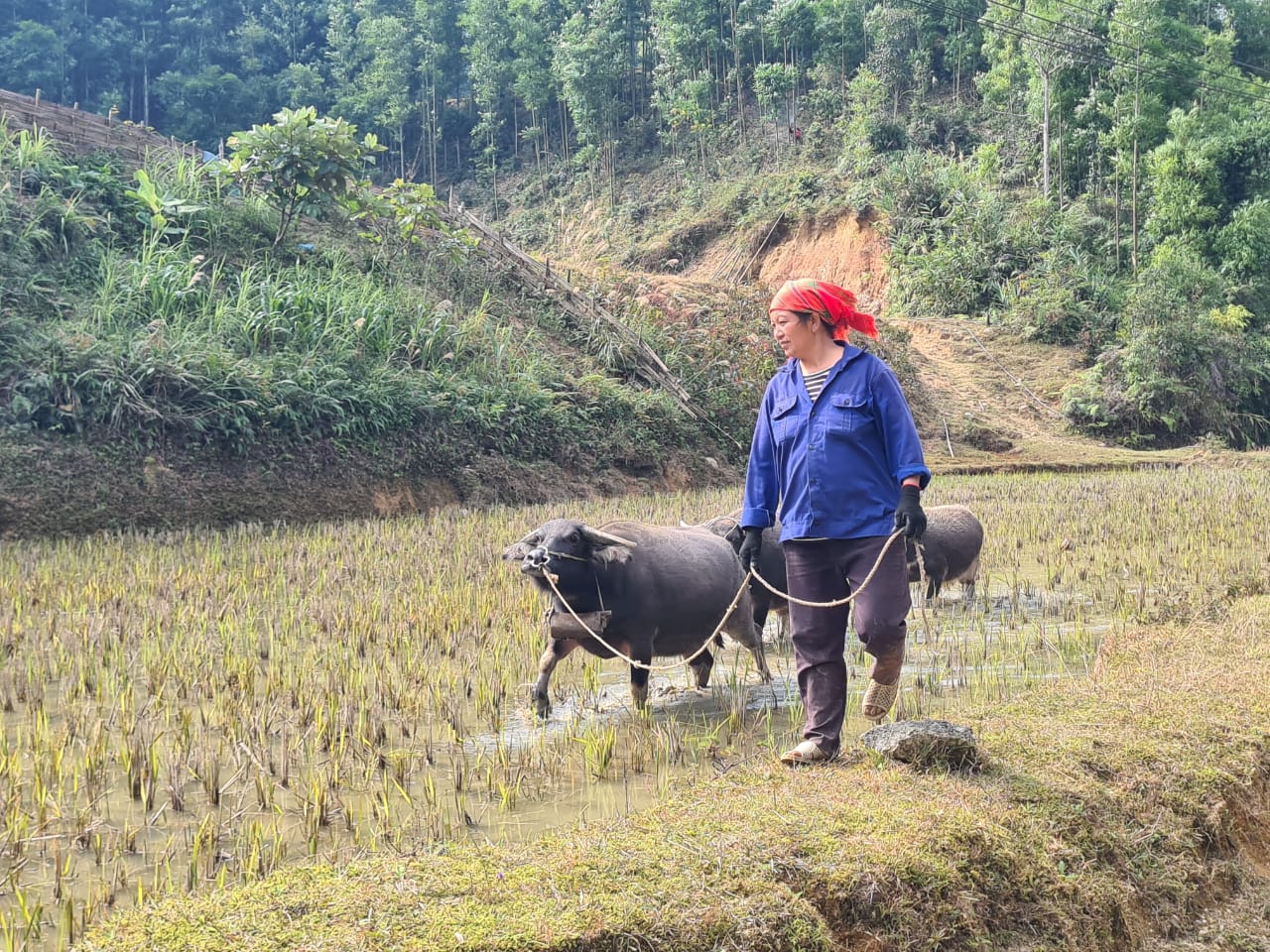 Woman walking buffalo
